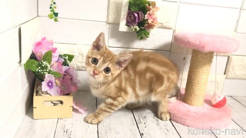 成約済の埼玉県のマンチカン-97759の3枚目