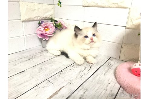 成約済の埼玉県のラグドール-87865の4枚目