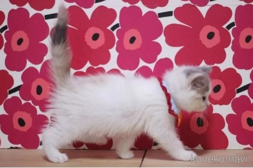 成約済の東京都のスコティッシュフォールド-100749の5枚目