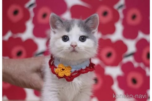 成約済の東京都のスコティッシュフォールド-100749の6枚目