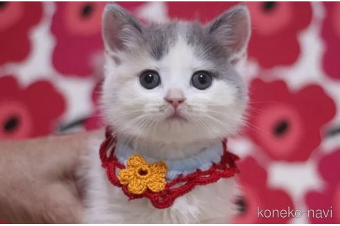 成約済の東京都のスコティッシュフォールド-100749の1枚目