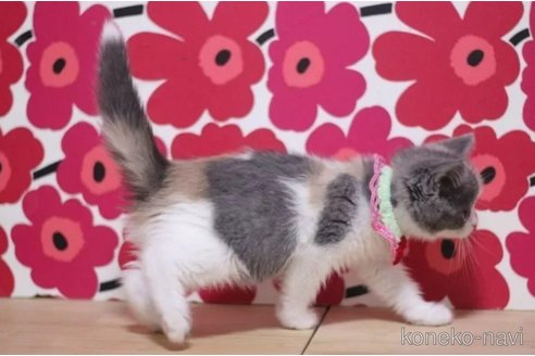 成約済の東京都のスコティッシュフォールド-100750の5枚目