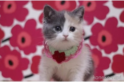 成約済の東京都のスコティッシュフォールド-100750の6枚目