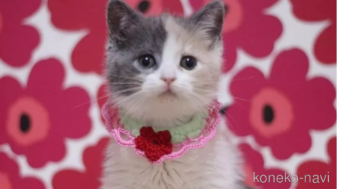 成約済の東京都のスコティッシュフォールド-100750