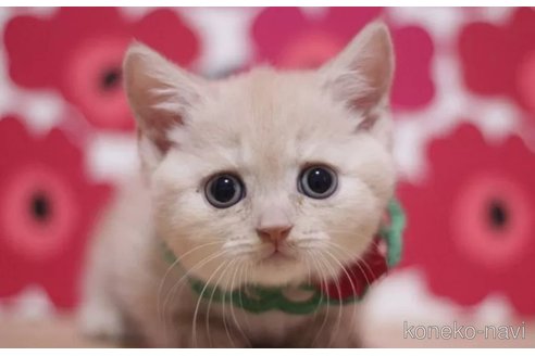 成約済の東京都のマンチカン(短足)-100752