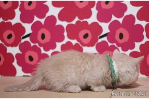 成約済の東京都のマンチカン(短足)-100752の6枚目