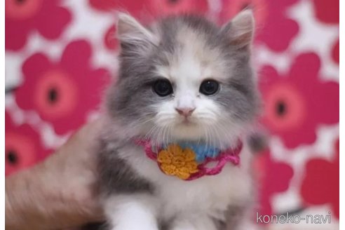 成約済の東京都のマンチカン-100756の6枚目