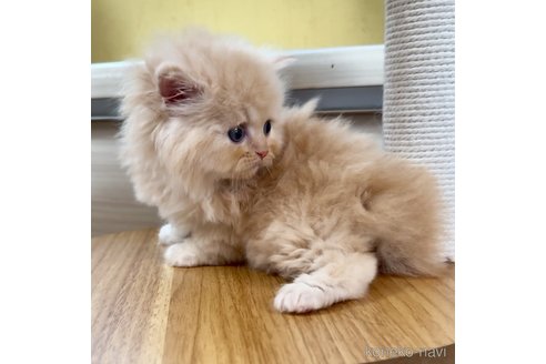 成約済の広島県のミヌエット-100759の7枚目