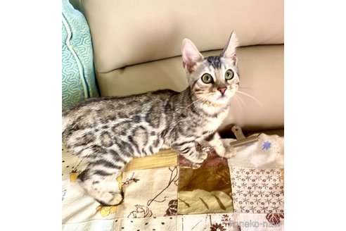 成約済の東京都のベンガル-91542の3枚目