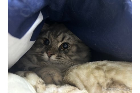 成約済の宮城県のスコティッシュフォールド-82624の3枚目