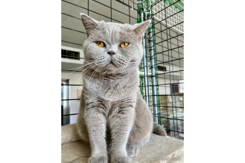 成約済の千葉県のブリティッシュショートヘア-100101の2枚目