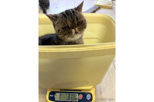成約済の千葉県のエキゾチックショートヘア-82430の6枚目