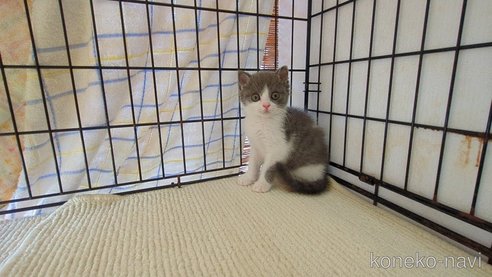成約済の茨城県のブリティッシュショートヘア-100784