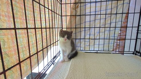 成約済の茨城県のブリティッシュショートヘア-100784の6枚目