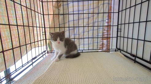成約済の茨城県のブリティッシュショートヘア-100784の5枚目