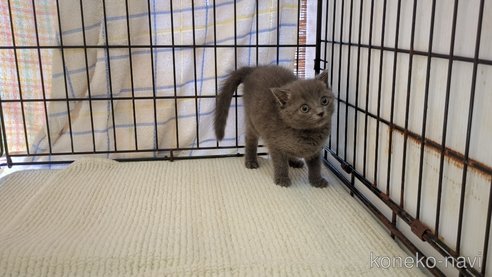 成約済の茨城県のブリティッシュショートヘア-100785の1枚目