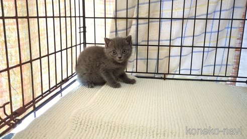 成約済の茨城県のブリティッシュショートヘア-100785の5枚目