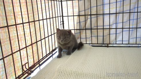 成約済の茨城県のブリティッシュショートヘア-100785の4枚目