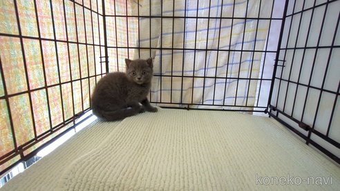 成約済の茨城県のブリティッシュショートヘア-100785の3枚目