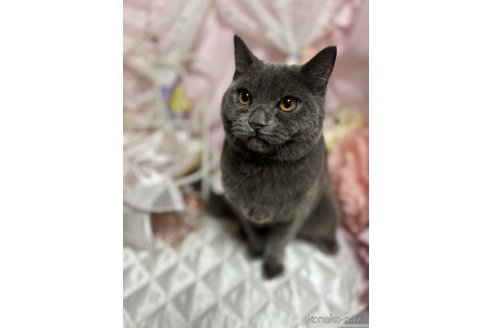 成約済の愛知県のブリティッシュショートヘア-100788の2枚目