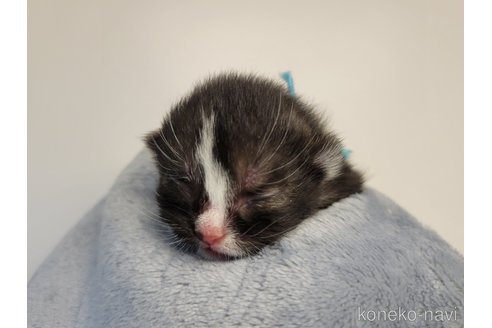 成約済の千葉県のスコティッシュフォールド-100789の8枚目
