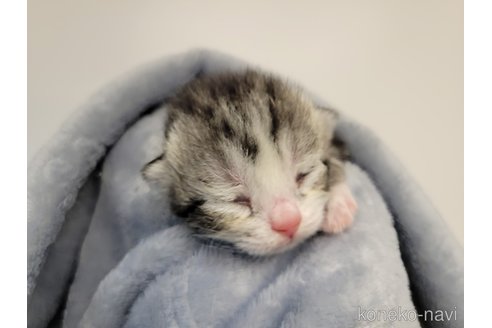 成約済の千葉県のスコティッシュフォールド-100790の9枚目