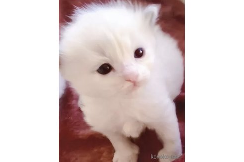 成約済の岐阜県のラグドール-100793の3枚目