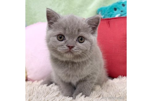 成約済の大阪府のブリティッシュショートヘア-98334の1枚目