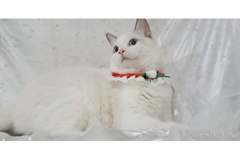 成約済の宮城県のラグドール-100819の7枚目