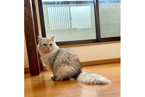 成約済の千葉県のサイベリアン-100830の7枚目