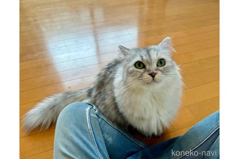 成約済の千葉県のサイベリアン-100830の3枚目