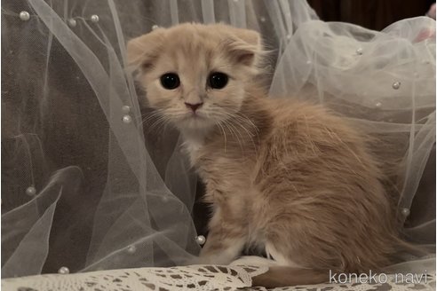 成約済の埼玉県のスコティッシュフォールド-100831の2枚目