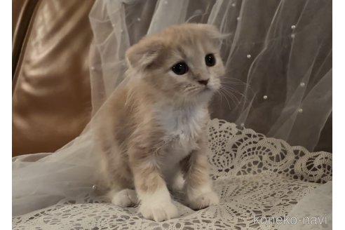 成約済の埼玉県のスコティッシュフォールド-100831の3枚目