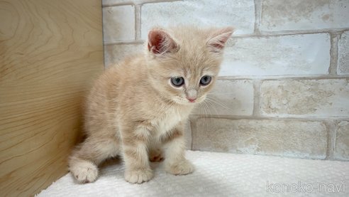 成約済の愛知県のマンチカン-96912の5枚目