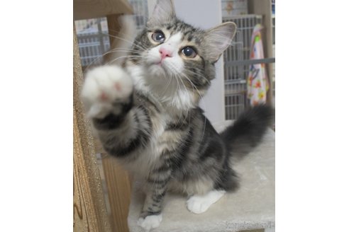 成約済の茨城県のノルウェージャンフォレストキャット-100853の1枚目