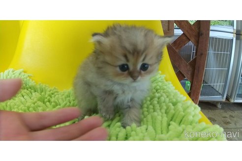 成約済の愛知県のペルシャ(チンチラ)-100850の3枚目