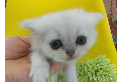 成約済の愛知県のペルシャ(チンチラ)-100851の3枚目