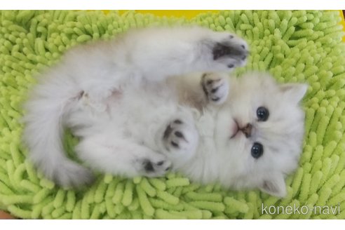 成約済の愛知県のペルシャ(チンチラ)-100852の1枚目