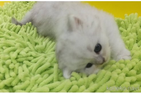 成約済の愛知県のペルシャ(チンチラ)-100852の3枚目