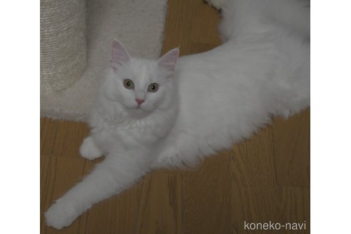成約済の茨城県のノルウェージャンフォレストキャット-100856の1枚目