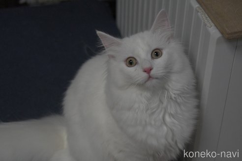 成約済の茨城県のノルウェージャンフォレストキャット-100856の2枚目
