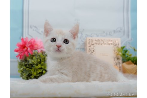 成約済の東京都のマンチカン-100887の5枚目
