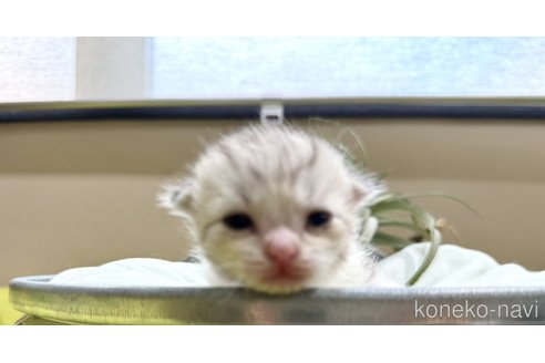 成約済の岐阜県のミヌエット-100900の3枚目