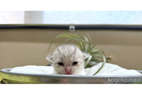 成約済の岐阜県のミヌエット-100900の4枚目