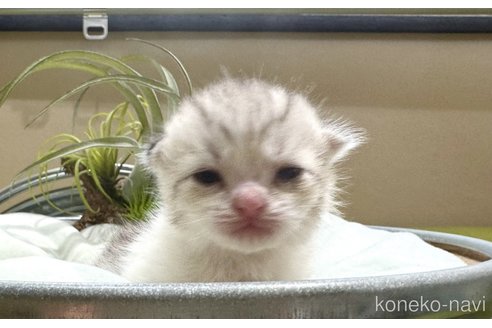 成約済の岐阜県のミヌエット-100900の5枚目
