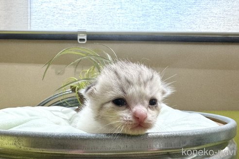 成約済の岐阜県のミヌエット-100900の2枚目
