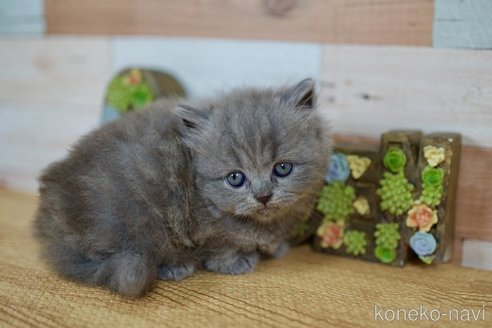 成約済の北海道のセルカークレックス-100913の5枚目