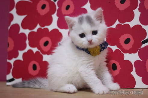 成約済の東京都のマンチカン-100918の3枚目