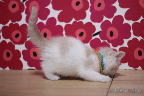 成約済の東京都のスコティッシュフォールド-100920の2枚目