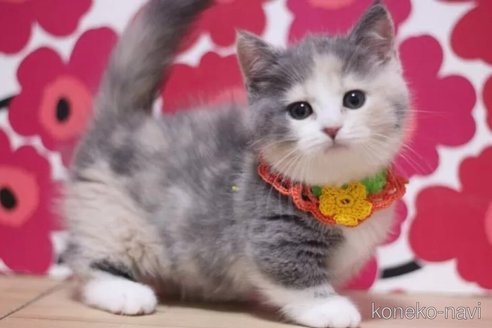 成約済の東京都のマンチカン(短足)-100922の5枚目